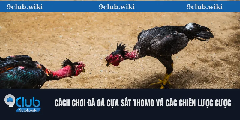 Cách Chơi Đá Gà Cựa Sắt Thomo Và Các Chiến Lược Cược