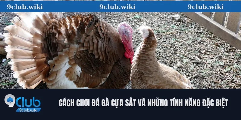 Cách Chơi Đá Gà Cựa Sắt Và Những Tính Năng Đặc Biệt