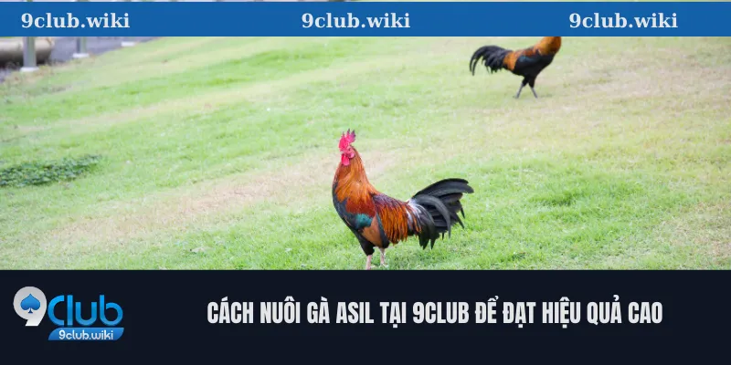 Cách Nuôi Gà Asil Tại 9club Để Đạt Hiệu Quả Cao