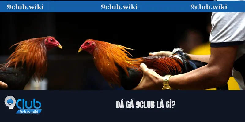 Đá Gà 9club Là Gì?