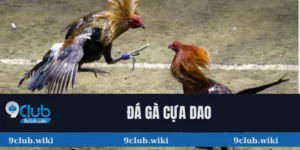 Đá gà cựa dao