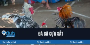 Đá Gà Cựa Sắt