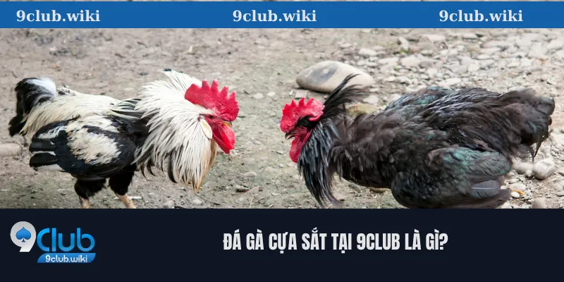 Đá Gà Cựa Sắt Tại 9club Là Gì?