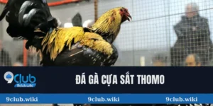 Đá Gà Cựa Sắt Thomo