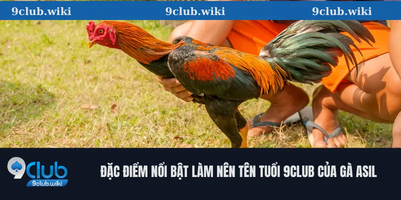 Đặc Điểm Nổi Bật Làm Nên Tên Tuổi 9club Của Gà Asil