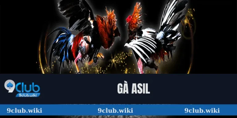 Gà Asil