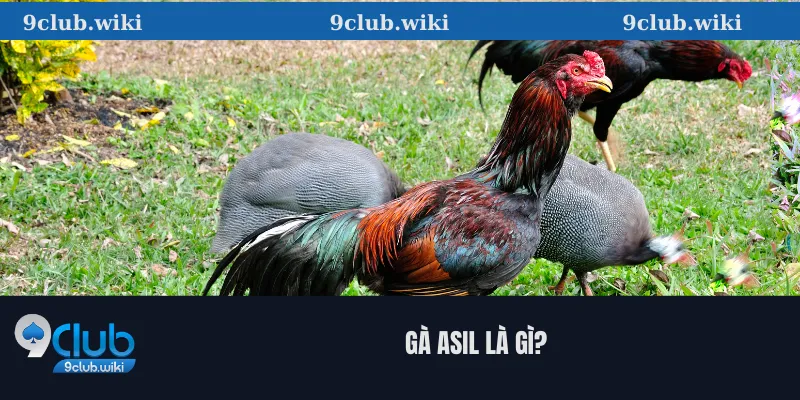 Gà Asil Là Gì?