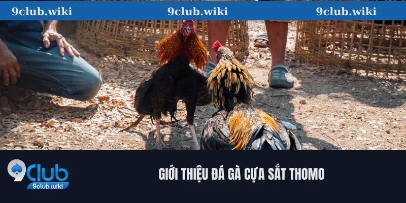 Giới Thiệu Đá Gà Cựa Sắt Thomo