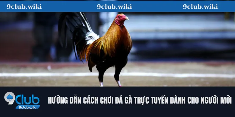 Hướng Dẫn Cách Chơi Đá Gà Trực Tuyến Dành Cho Người Mới