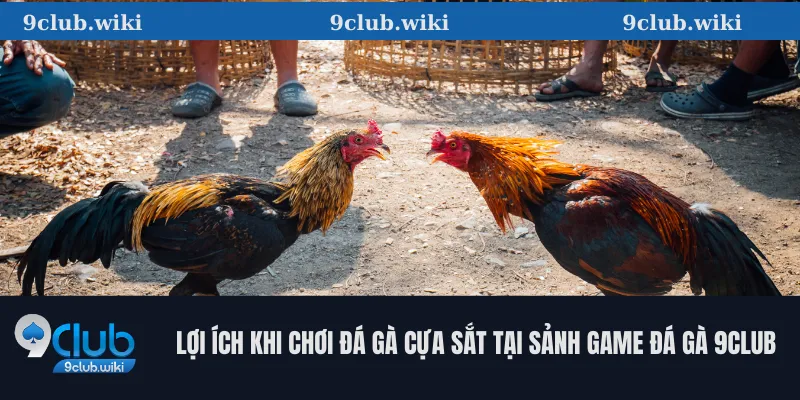 Lợi Ích Khi Chơi Đá Gà Cựa Sắt Tại Sảnh Game đá gà 9club