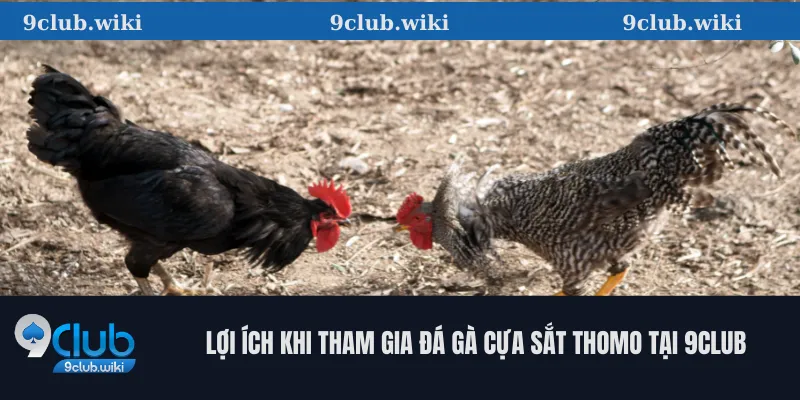 Lợi Ích Khi Tham Gia Đá Gà Cựa Sắt Thomo Tại 9club