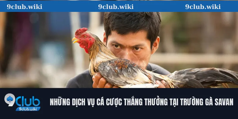 Những Dịch Vụ Cá Cược Thắng Thưởng Tại Trường Gà Savan