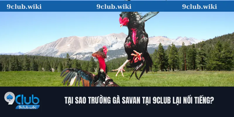 Tại Sao Trường Gà Savan Tại 9club Lại Nổi Tiếng?