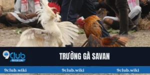 Trường gà Savan
