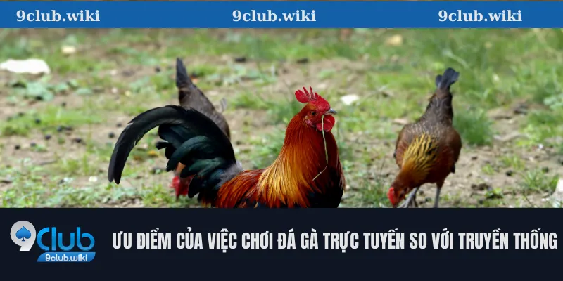 Ưu Điểm Của Việc Chơi Đá Gà Trực Tuyến So Với Truyền Thống